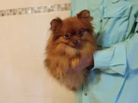 AKC Baby, a female Pomeranian for sale in West Palm Beach, FL – Photo 7 of 7