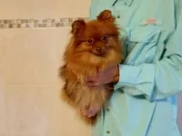 AKC Baby, a female Pomeranian for sale in West Palm Beach, FL – Photo 4 of 7