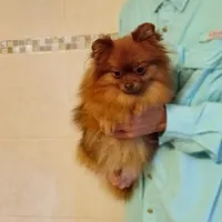 AKC Baby, a female Pomeranian for sale in West Palm Beach, FL – Photo 1 of 7