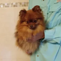 AKC Baby, a female Pomeranian for sale in West Palm Beach, FL – Photo 5 of 7