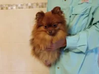 AKC Baby, a female Pomeranian for sale in West Palm Beach, FL – Photo 5 of 7