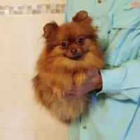 AKC Baby, a female Pomeranian for sale in West Palm Beach, FL – Photo 6 of 7