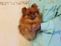 AKC Baby, a female Pomeranian for sale in West Palm Beach, FL – Photo 6 of 7