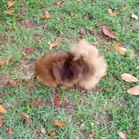 AKC Baby, a female Pomeranian for sale in West Palm Beach, FL – Photo 3 of 7