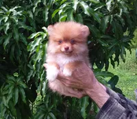 Tiny Chocolate Sable Snickers, a male Pomeranian for sale in West Palm Beach, FL – 1 of 10
