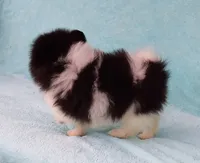 Tiny Teddy Bear, a male Pomeranian for sale in West Palm Beach, FL – 3 of 10