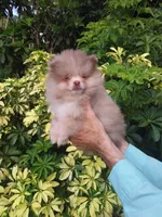 Exclusive Chocolate  Merle, a male Pomeranian for sale in West Palm Beach, FL – 9 of 10