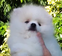 Show White Teddy Bear, a male Pomeranian for sale in West Palm Beach, FL – 7 of 10