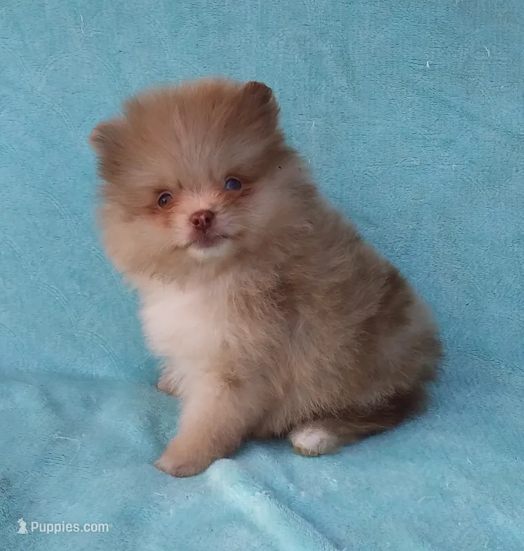 Teacup Chocolate   Merle, blue eyes – Pomeranian puppy for sale in West Palm Beach, FL