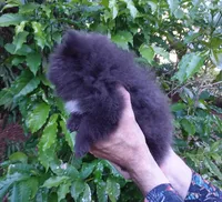Sterling, a male Pomeranian for sale in West Palm Beach, FL – 6 of 9