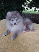 Rare Lilac Merle, blue eyes, a male Pomeranian for sale in West Palm Beach, FL – 8 of 10