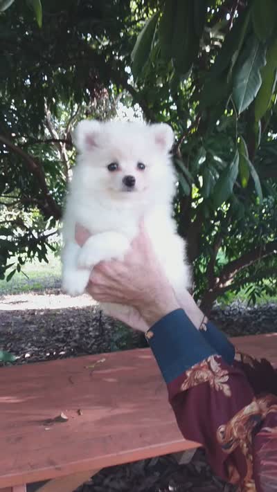 White Teddy Bear Baby, a female Pomeranian for sale in West Palm Beach, FL – 6 of 7