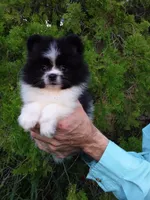 White with   Black, a male Pomeranian for sale in West Palm Beach, FL – 4 of 8