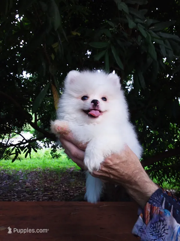 Tiny Ice White Teddy Bear – Pomeranian puppy for sale in West Palm Beach, FL