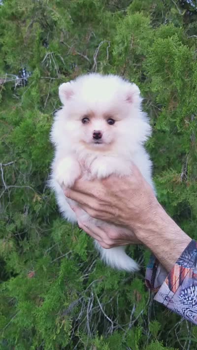 White Baby, a female Pomeranian for sale in West Palm Beach, FL – 8 of 9