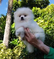 Plush White, a male Pomeranian for sale in West Palm Beach, FL – 4 of 9