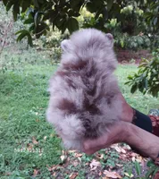 Chocolate  Merle Teddy Bear , blue eyes, a female Pomeranian for sale in West Palm Beach, FL – 5 of 8