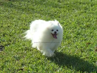 Teacup  Ice White Teddy Bear, a male Pomeranian for sale in West Palm Beach, FL – 9 of 10
