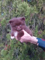 COCO, a female Pomeranian for sale in West Palm Beach, FL – 8 of 10