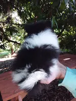White with   Black, a male Pomeranian for sale in West Palm Beach, FL – 7 of 8