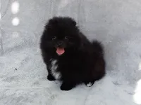 Black Bear, a male Pomeranian for sale in West Palm Beach, FL – 3 of 8