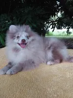 Rare Lilac Merle, blue eyes, a male Pomeranian for sale in West Palm Beach, FL – 2 of 10