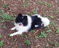 Baby, a female Pomeranian for sale in West Palm Beach, FL – 2 of 10