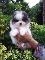 Teddy Bear, blue eyes, a male Pomeranian for sale in West Palm Beach, FL – 4 of 10