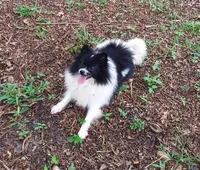 Baby, a female Pomeranian for sale in West Palm Beach, FL – 6 of 10