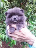 Tiny Blue Prince, a male Pomeranian for sale in West Palm Beach, FL – 4 of 6