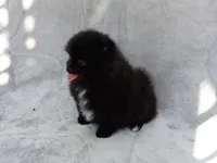 Black Bear, a male Pomeranian for sale in West Palm Beach, FL – 4 of 8