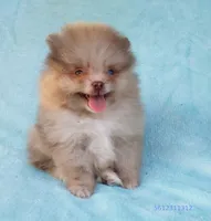 Tiny rare Chocolate Merle, a male Pomeranian for sale in West Palm Beach, FL – 8 of 10