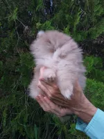 Toffee, a male Pomeranian for sale in West Palm Beach, FL – 6 of 10