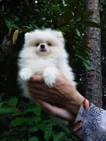 Snow White Baby, a female Pomeranian for sale in West Palm Beach, FL – 6 of 10