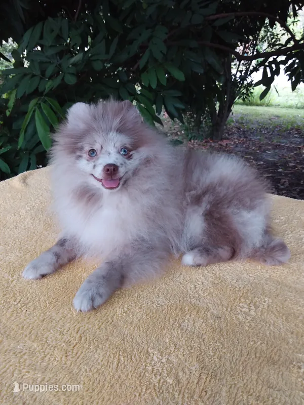 Rare Lilac Merle, blue eyes – Pomeranian puppy for sale in West Palm Beach, FL