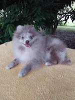 Rare Lilac Merle, blue eyes, a male Pomeranian for sale in West Palm Beach, FL – 1 of 10