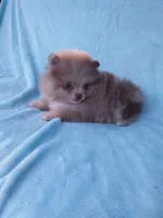 Teacup Merle, a  Pomeranian for sale in West Palm Beach, FL – 8 of 10