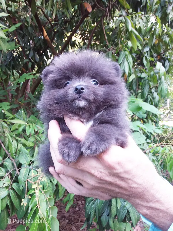 Tiny Blue Prince – Pomeranian puppy for sale in West Palm Beach, FL