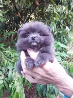 Tiny Blue Prince, a male Pomeranian for sale in West Palm Beach, FL – 1 of 6