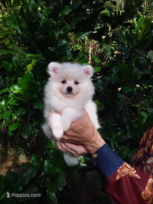 White Teddy Bear Baby – Pomeranian puppy for sale in West Palm Beach, FL