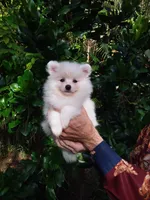 White Teddy Bear Baby, a female Pomeranian for sale in West Palm Beach, FL – 1 of 7