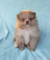Tiny rare Chocolate Merle, a male Pomeranian for sale in West Palm Beach, FL – 6 of 10