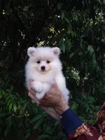 White Teddy Bear Baby, a female Pomeranian for sale in West Palm Beach, FL – 4 of 7