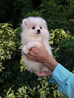 White Cloud, a female Pomeranian for sale in West Palm Beach, FL – 2 of 5
