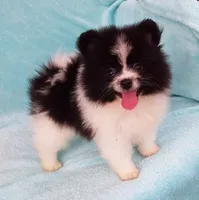 Tiny Teddy Bear, a male Pomeranian for sale in West Palm Beach, FL – 4 of 10