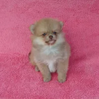 Orange Boy, a male Pomeranian for sale in West Palm Beach, FL – Photo 5 of 5