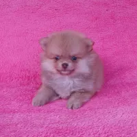 Orange Boy, a male Pomeranian for sale in West Palm Beach, FL – Photo 4 of 5