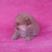 Orange Boy, a male Pomeranian for sale in West Palm Beach, FL – Photo 2 of 5