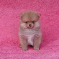 Orange Boy, a male Pomeranian for sale in West Palm Beach, FL – Photo 1 of 5