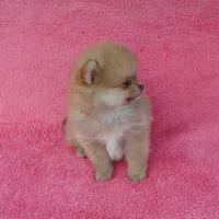 Orange Boy, a male Pomeranian for sale in West Palm Beach, FL – Photo 3 of 5